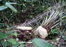 <p> A freshly felled palm tree at Meiti campsite. Dozens upon dozens of <i> Adoliadini  </i> and <i> Cymothoe </i> can be found sipping the tree sap. </p>